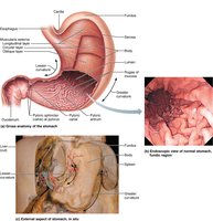 Microscopic anatomy of the stomach wall and gastric glands