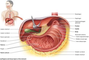 Gross anatomy of the stomach, labeled diagram
