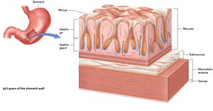 Layers of the stomach wall, showing mucosa, submucosa, muscularis externa, and serosa