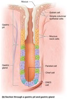 Section through a gastric pit and gastric gland, showing cell types