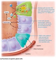Functions of gastric gland cells, showing secretion of HCl, pepsinogen, and hormones