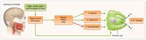 Cephalic phase of acid secretion, neural and hormonal regulation
