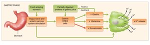 Gastric phase of acid secretion, positive feedback loop