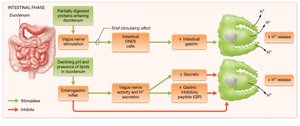 Intestinal phase of acid secretion, stimulatory and inhibitory effects