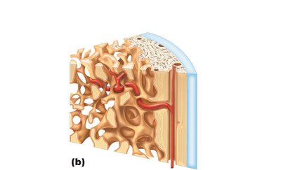 Cross-section of flat bone showing spongy and compact bone