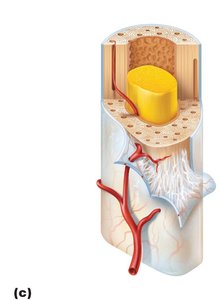 Long bone structure with yellow marrow and periosteum