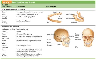 Bone markings: projections, depressions, and openings