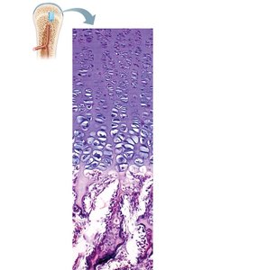 Epiphyseal plate zones in long bone growth