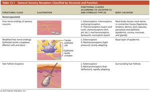 Table 13.1 General Sensory Receptors Classified by Structure and Function - Nonencapsulated