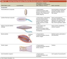 Table 13.1 General Sensory Receptors Classified by Structure and Function - Encapsulated
