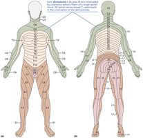 Map of dermatomes