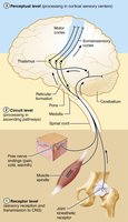 Three basic levels of neural integration in sensory systems