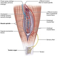 Anatomy of the muscle spindle and tendon organ