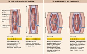 Operation of the muscle spindle