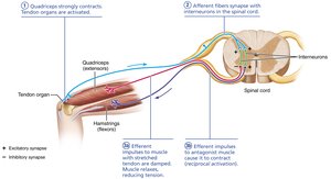 The tendon reflex