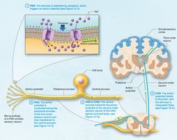 Detection and interpretation of somatic sensation by the nervous system