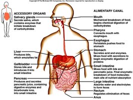 Diagram of digestive system with accessory organs and alimentary canal