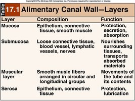 Table of alimentary canal wall layers