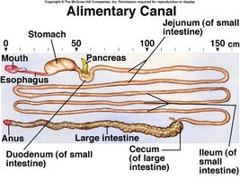 Alimentary canal showing mouth, esophagus, stomach, intestines, and accessory organs