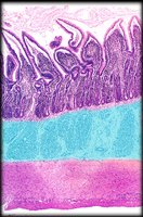 Histological section highlighting GI tract layers