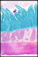 Histological section with mucosa, submucosa, muscularis, and serosa