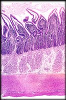 Histological section with highlighted layers of GI tract