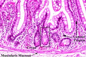 Histological section showing mucosa and sublayers