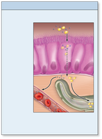 Diagram of mucosa absorption with microvilli and capillaries