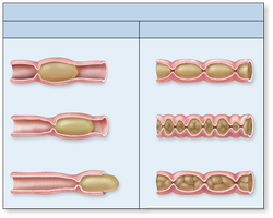 Diagram of peristalsis and segmentation in muscularis