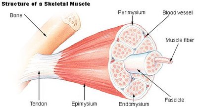 Structure of a skeletal muscle with connective tissue sheaths