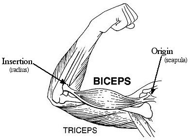 Muscle origin and insertion diagram