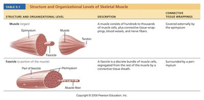 Table: Structure and organizational levels of skeletal muscle