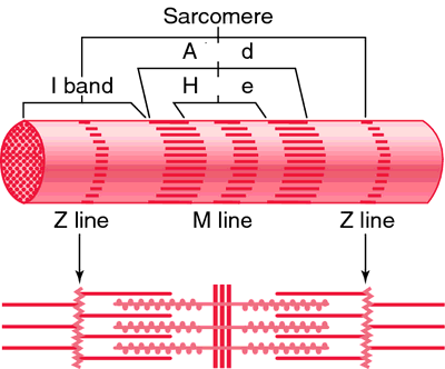 Sarcomere structure and banding pattern