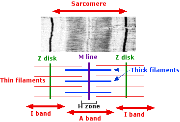 Sarcomere with labeled bands and lines