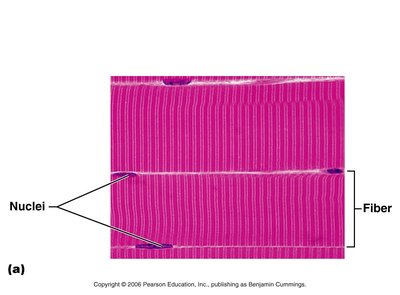 Sarcomere structure and banding pattern