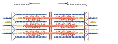 Sarcomere with thick, thin, and elastic filaments