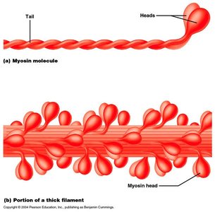Myosin molecule and thick filament structure