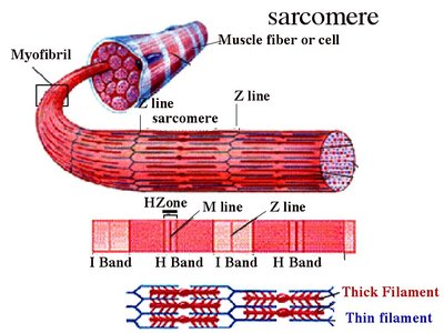 Actin, tropomyosin, and troponin in thin filaments