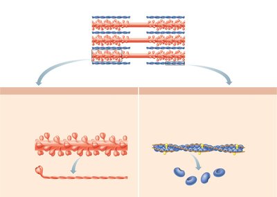 Sarcomere with thick and thin filaments