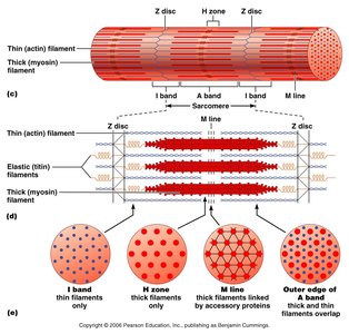 Sarcomere structure and banding pattern
