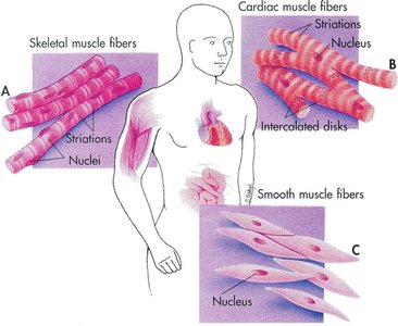 Types of muscle fibers: skeletal, cardiac, and smooth