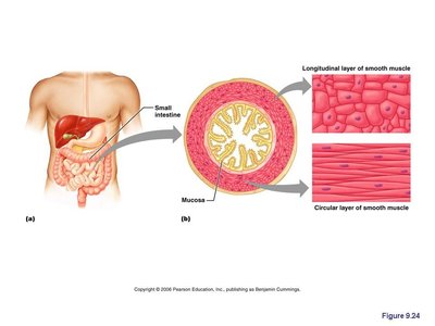Smooth muscle layers in the intestine