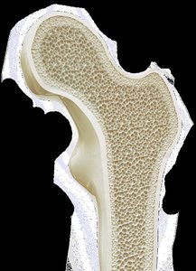 Cross-section of bone showing spongy and compact bone