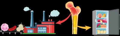 Bone marrow as a factory and storage