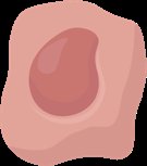 Osteoclast cell