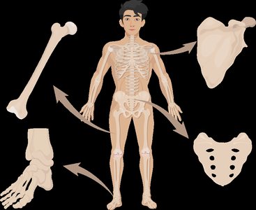 Skeleton with bone types and examples