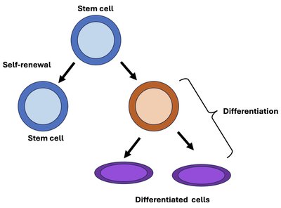 Diagram showing stem cell self-renewal and differentiation