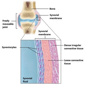 Structure of a synovial membrane in a joint