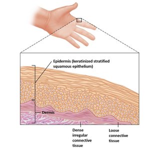 Structure of the cutaneous membrane (skin)