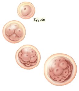 Zygote and early embryonic cell divisions